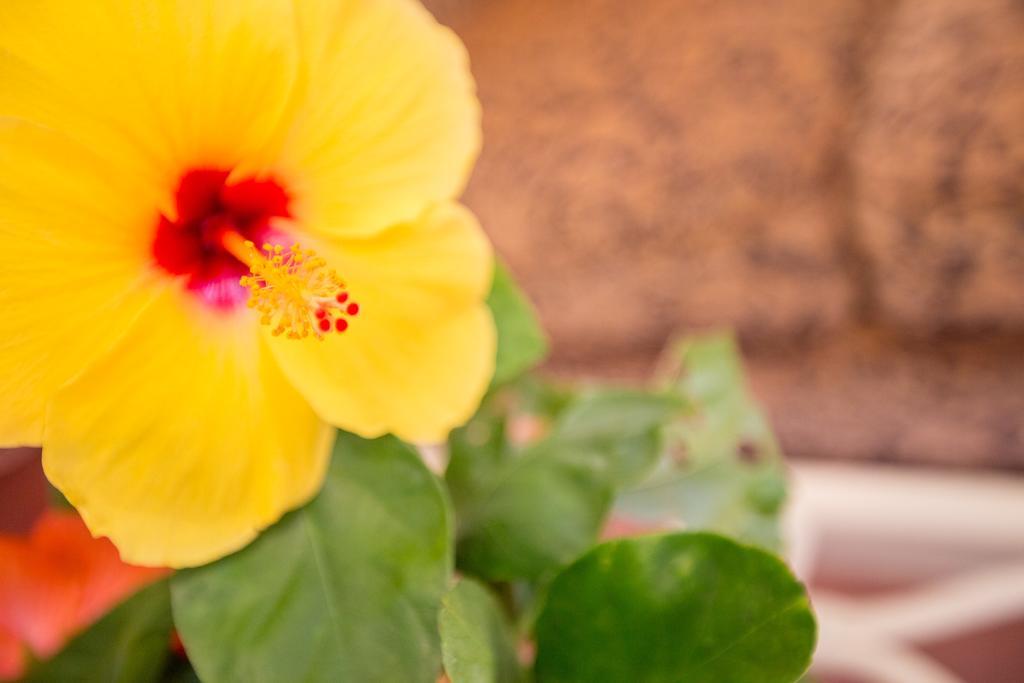 Oceanfront Cottage Near The Kalapana Lava Flows Kehena Exterior foto